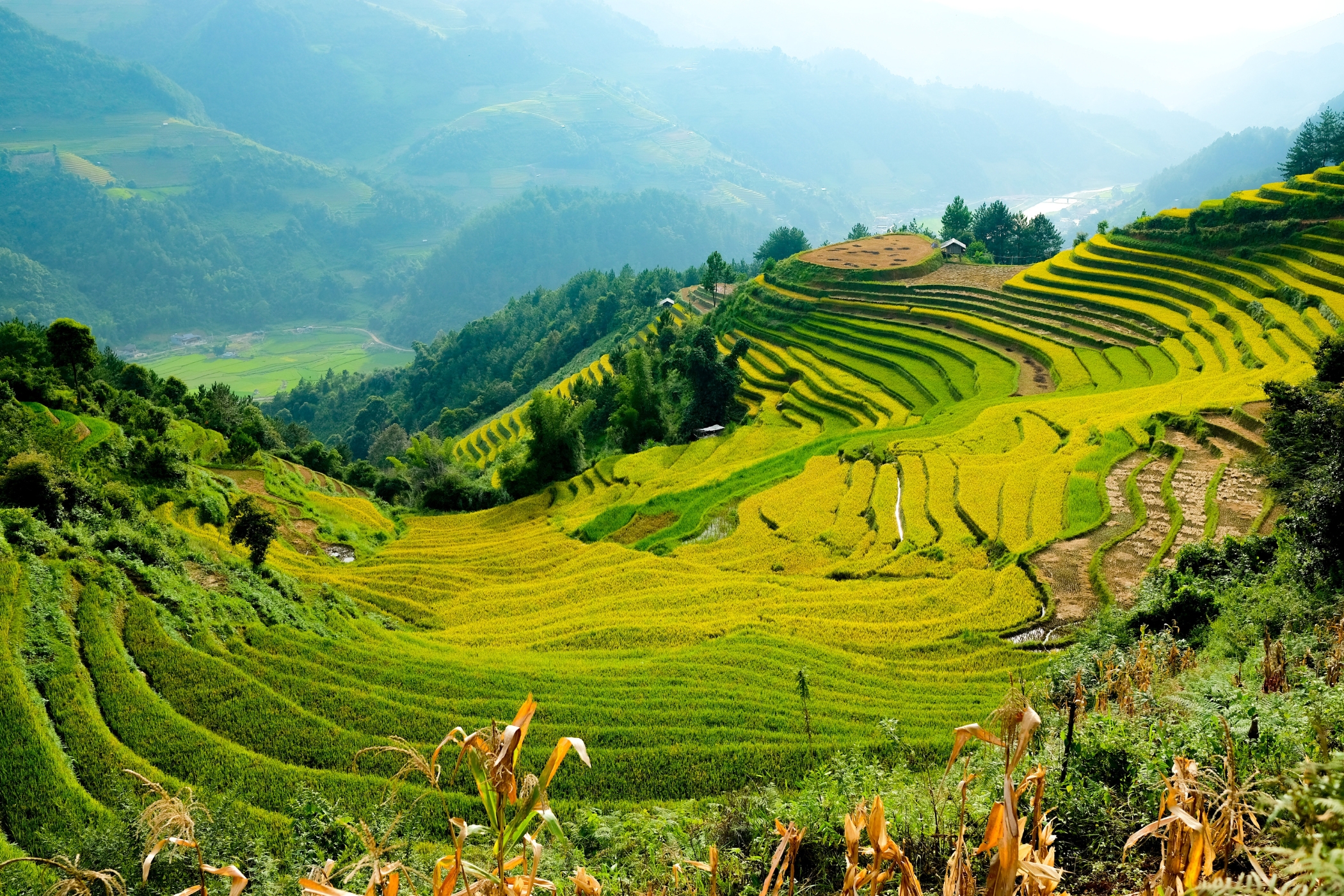 Discover Vietnam’s picturesque rice fields and enjoy the serene charm of the countryside